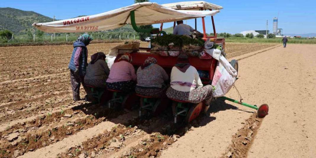 Sabah erkenden tarlanın yolunu tutuyorlar! Tohumla toprağı buluşturuyorlar 4